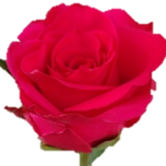 V.I. Pink Roses d'Equateur Ethiflora